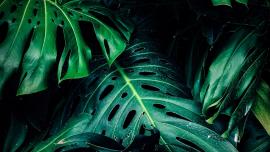 The Spectrum of Green, explaining what good means.